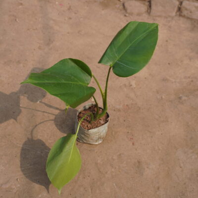 Monstera Deliciosa Plant buy