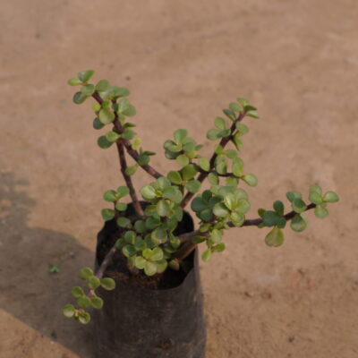 Jade Plant in polybag