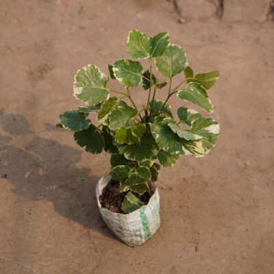 Aralia (Polyscias Pinnata)