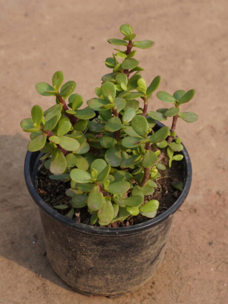 Jade Plant