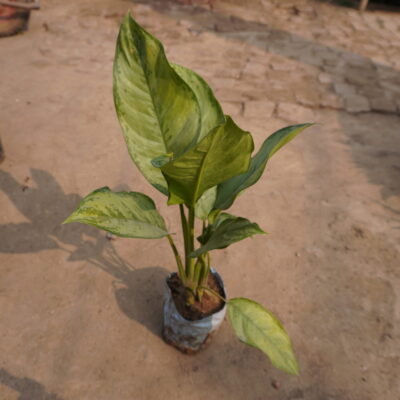 Chinese evergreen Aglaonema