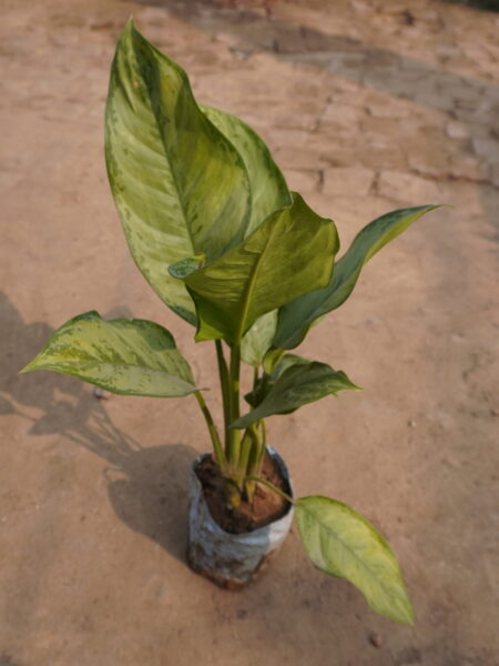 Chinese evergreen Aglaonema