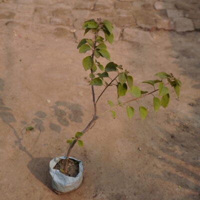 bougainvillea plant