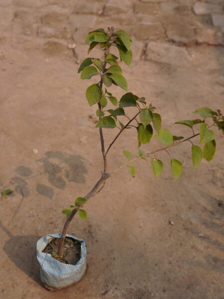 bougainvillea plant