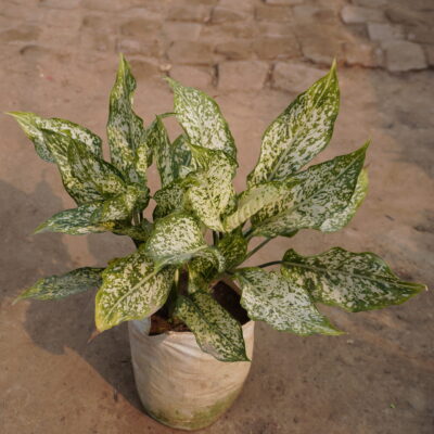 Aglaonema snow white