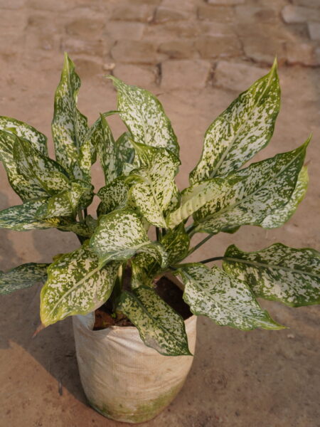 Aglaonema snow white