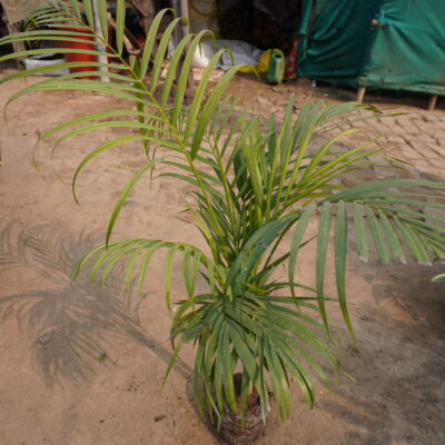 Areca Palm