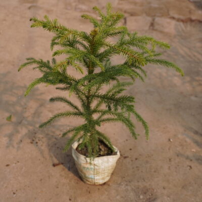 Araucaria Plant