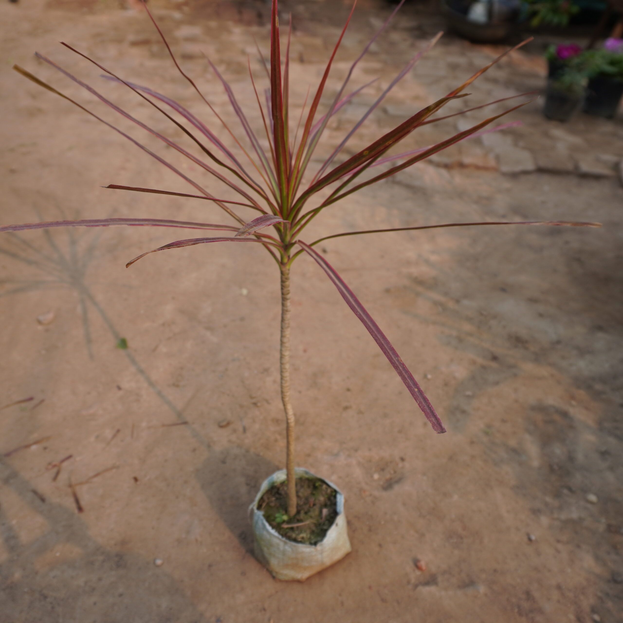 Dracaena Marginata