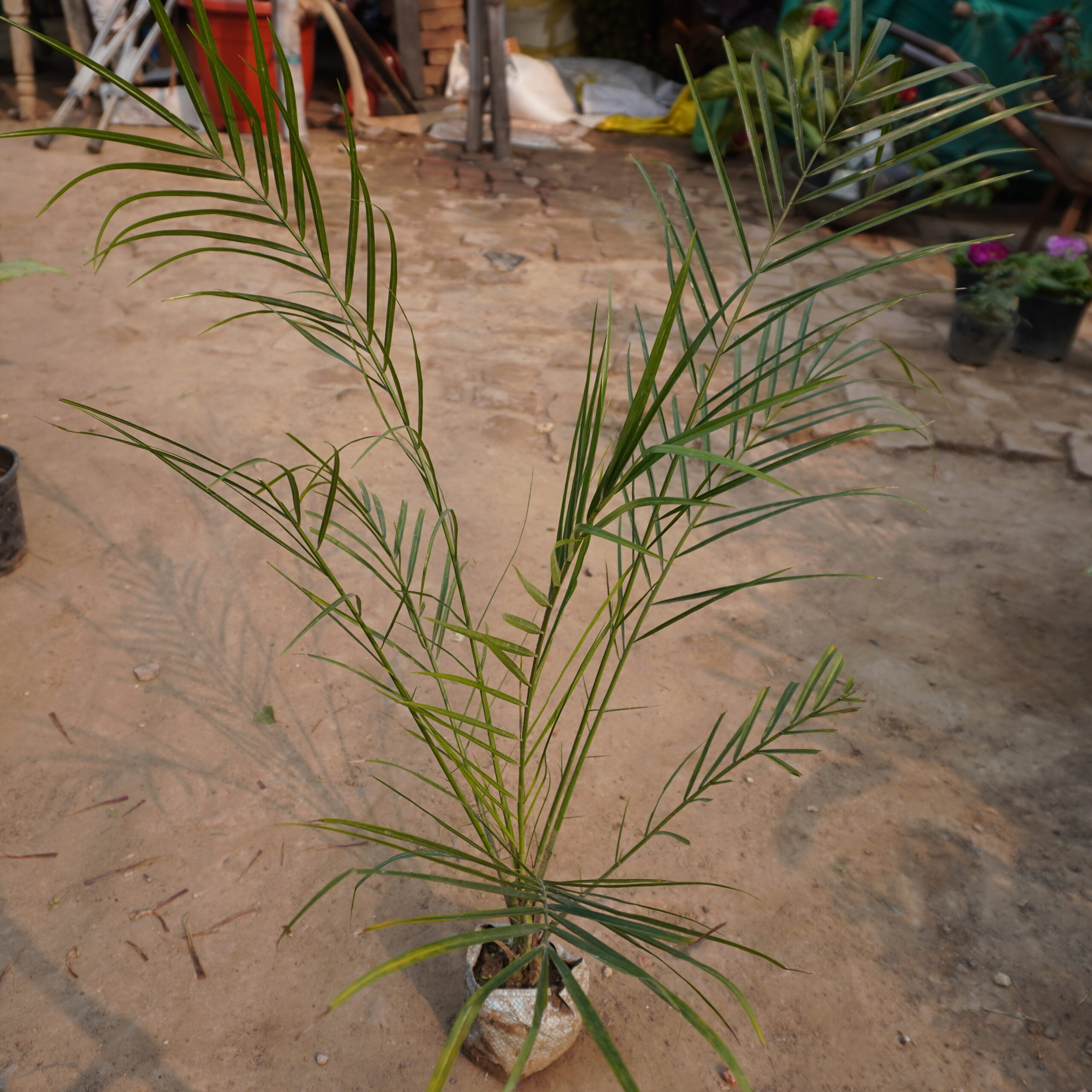 Phoenix Palm