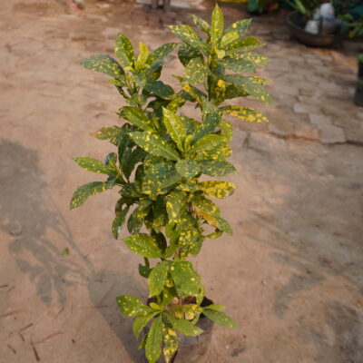 Gold Dust Croton