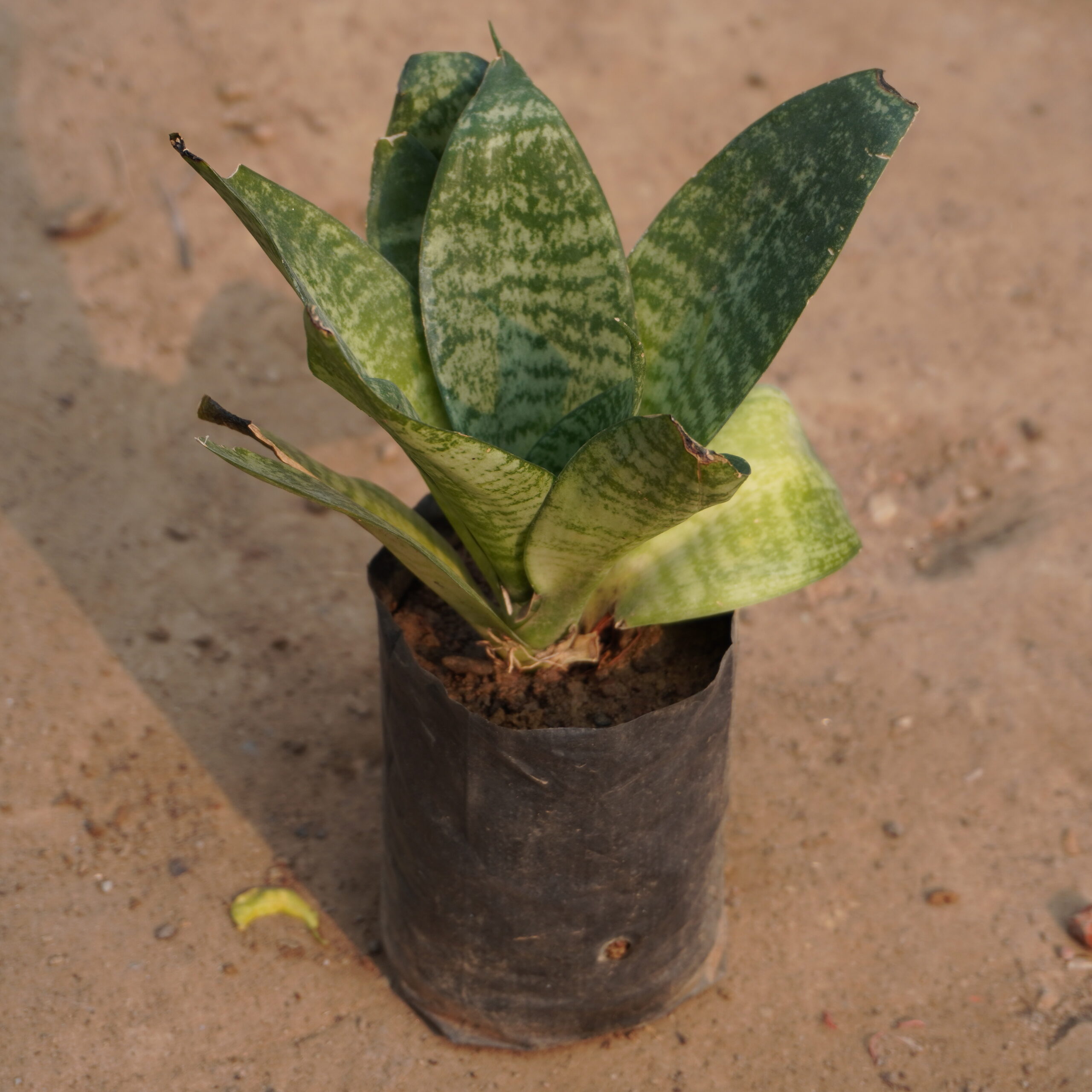 Dwarf Snake Plant green (Sansevieria green Dwarf) 4 inch bag – Online ...