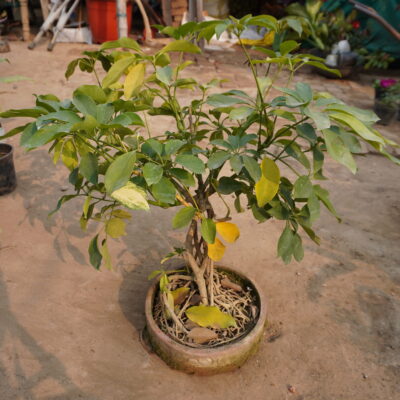 saplera plant bonsai