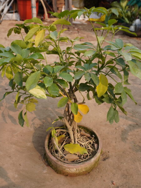 saplera plant bonsai