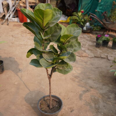 Fiddle leaf fig