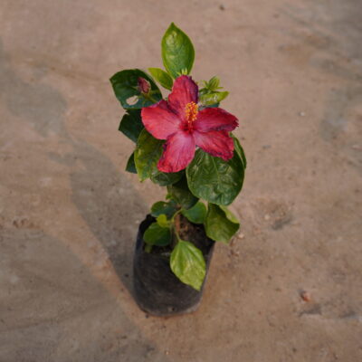 Hibiscus Plant pink