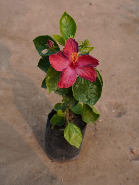 Hibiscus Plant pink