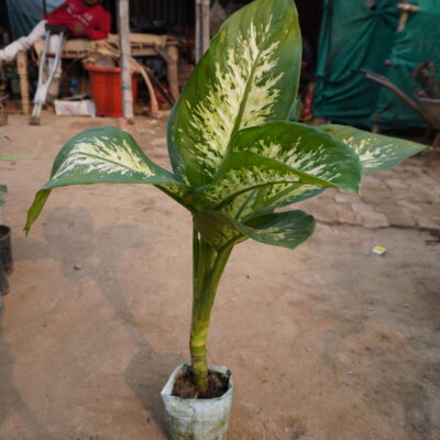 Dieffenbachia / Dumb Came / Leopard Lily big size