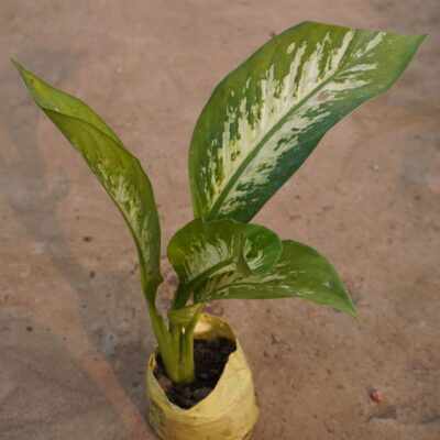 Dieffenbachia / Dumb Came / Big Plant in 4 inch nursery Bag.