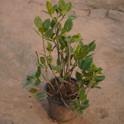 Ficus/ Rmzroot Chinese banyan plant