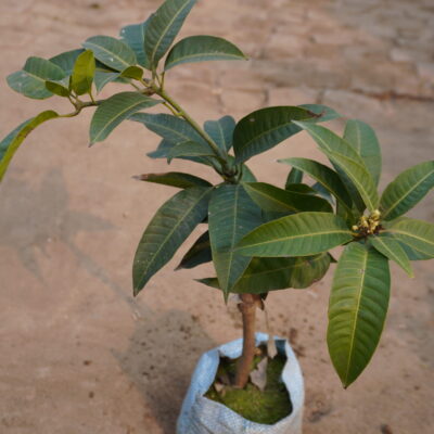 all season grafted mango plants