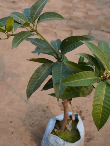 all season grafted mango plants