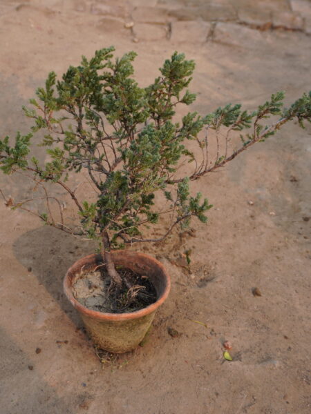 juniper Pine