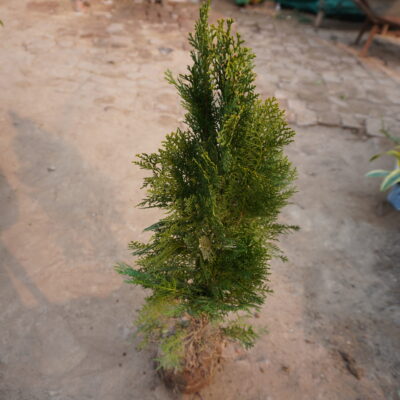 Thuja Plant (Morpankhi)