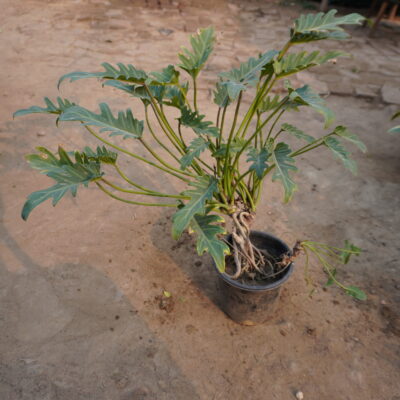 Philodendron Xanadu Plant - Green