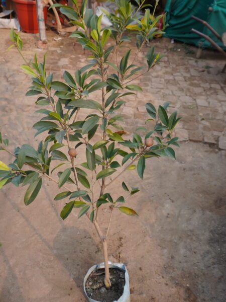 Chiku Fruit (Grafted) - Plant