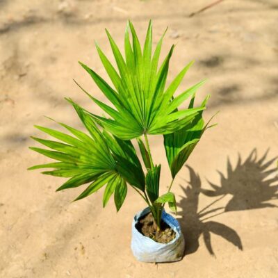 China palm /Fan palm