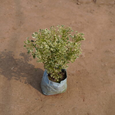 Aralia Varigated