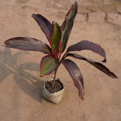 Red Dracaena