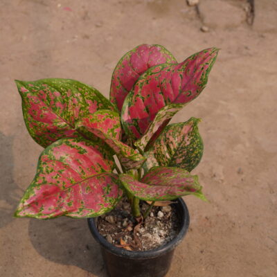 Aglaonema Red