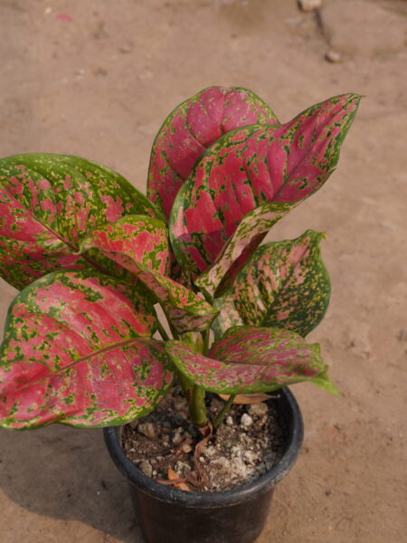 Aglaonema Red