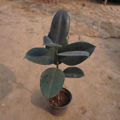 Rubber Plant