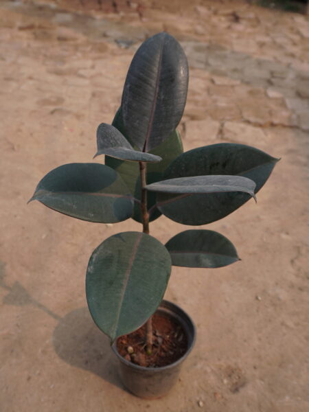 Rubber Plant