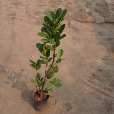 Ficus pandula