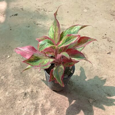 Aglaonema