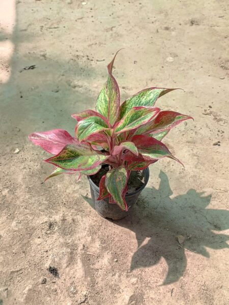 Aglaonema