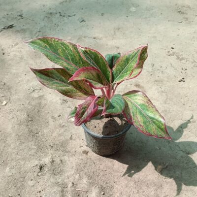 Aglaonema Red