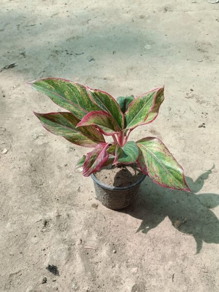 Aglaonema Red