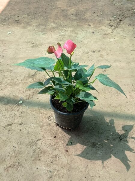 Anthurium Red in 6 Inch Nursery Pot – Online Nursery Delhi