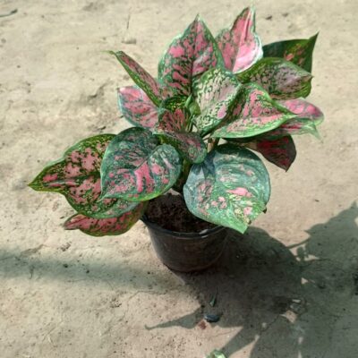 Aglaonema Red