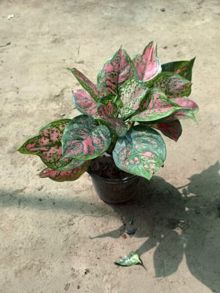 Aglaonema Red