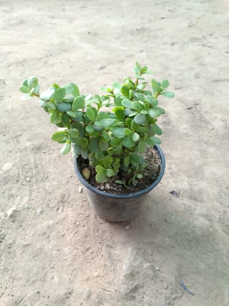 Jade Plant