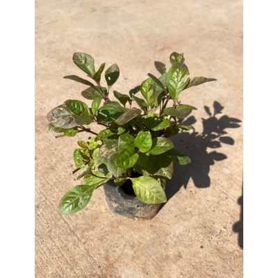 Alternanthera Red in 4 Inch Nursery Bag