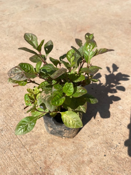 Alternanthera Red in 4 Inch Nursery Bag