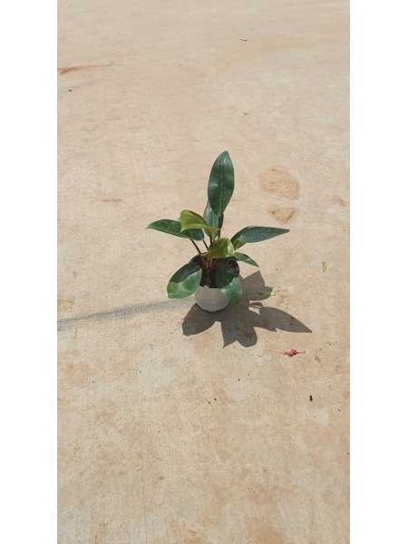 Philodendron black in 4 Inch Nursery Pot