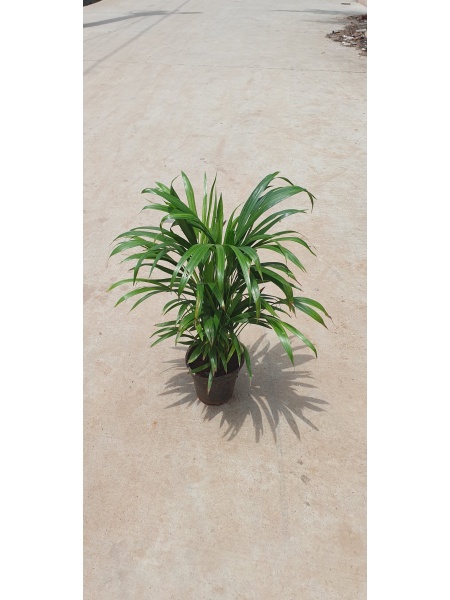 Areca palm Drop 6 inch black pot ( 1.5 feet height )